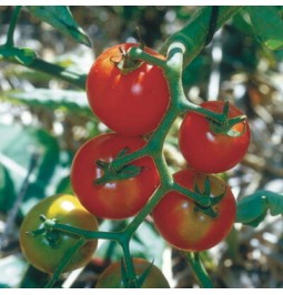 Cette variété produit une abondance de grosses grappes de 6 à 12 fruits ronds à la peau fine. Leur chair est très appréciée.
